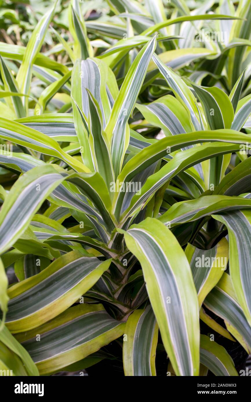 Dracaena lemon lime hires stock photography and images Alamy