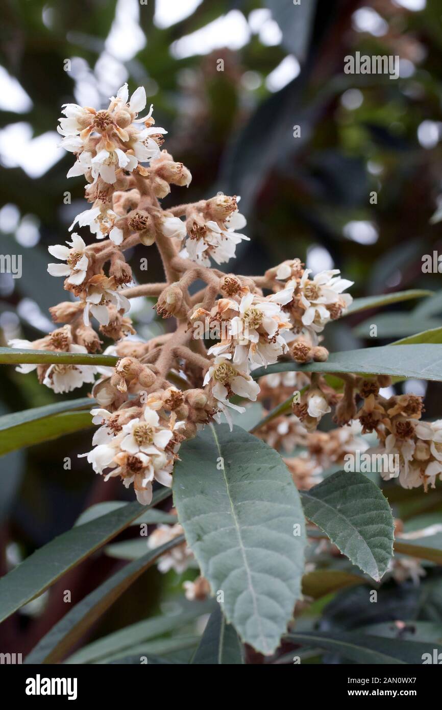 Japonica flowers hi-res stock photography and images - Alamy