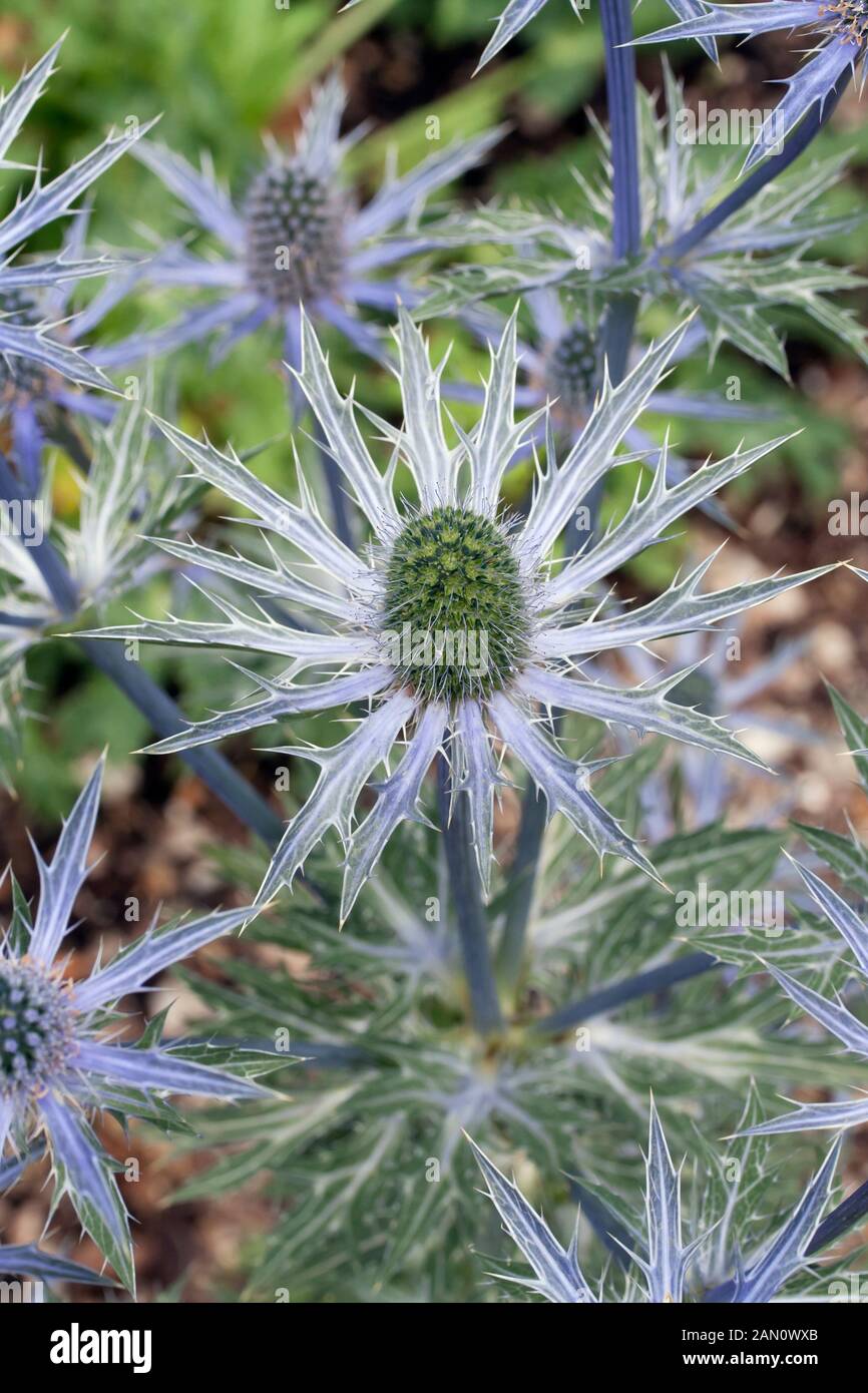 ERYNGIUM 'BIG BLUE' Stock Photo Alamy