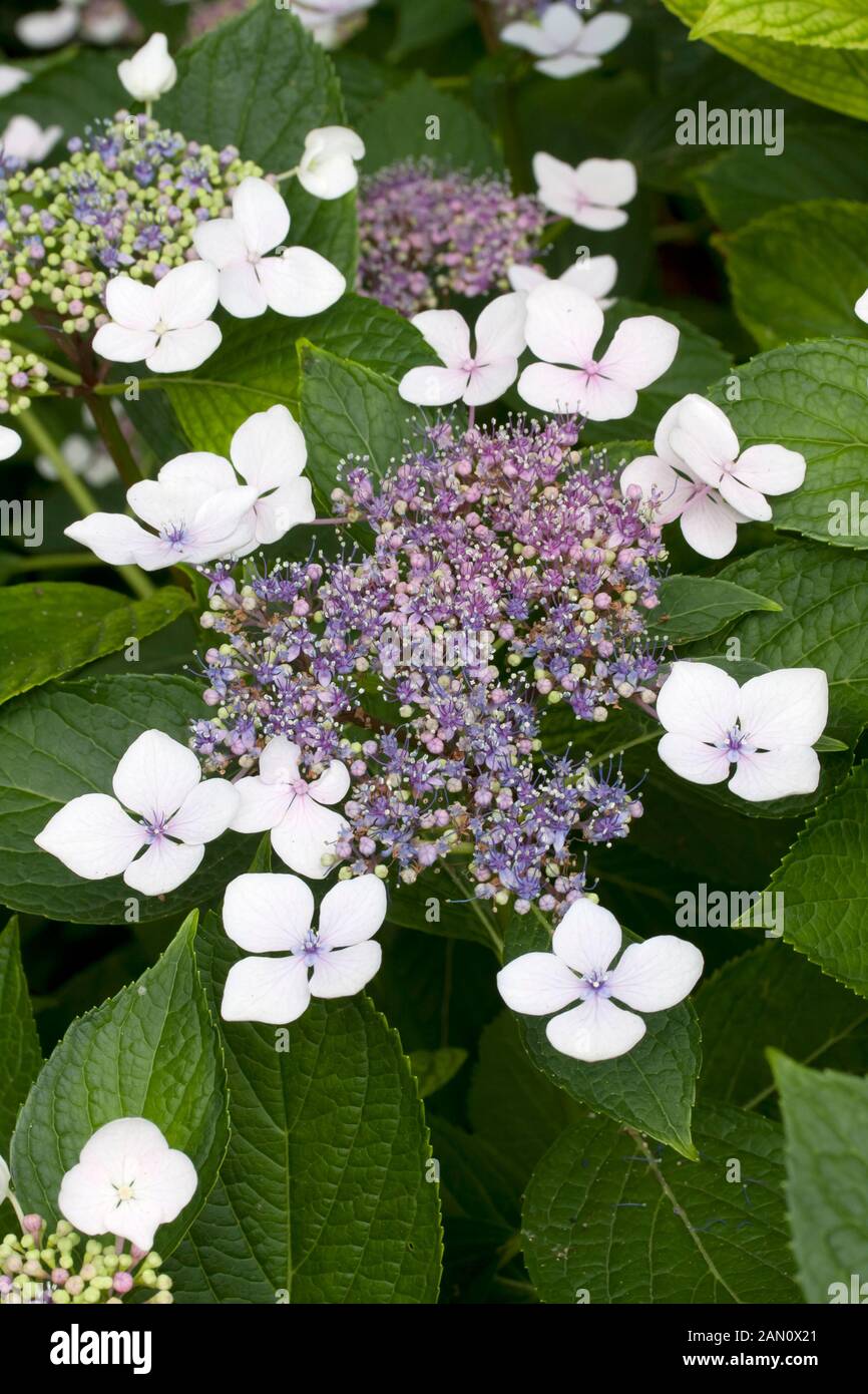 HYDRANGEA MACROPHYLLA LACE CAP BLUE Stock Photo - Alamy