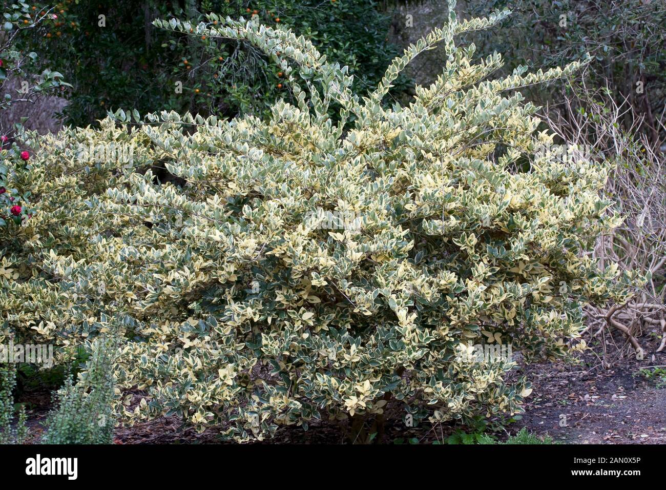 LIGUSTRUM JAPONICUM 'JACK FROST' Stock Photo