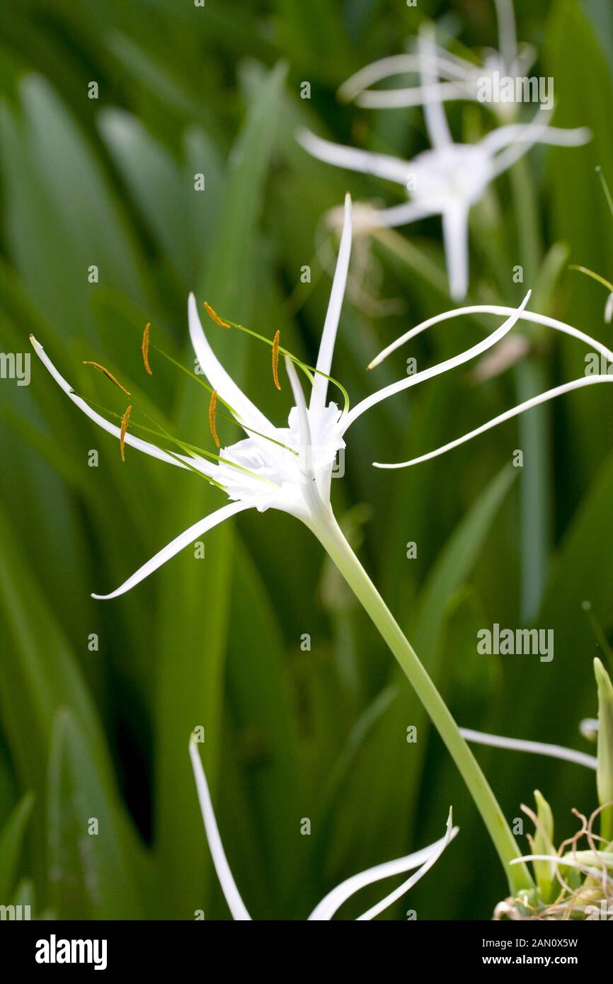 HYMENOCALLIS &lsquo;TROPICAL GIANT&rsquo; Stock Photo - Alamy