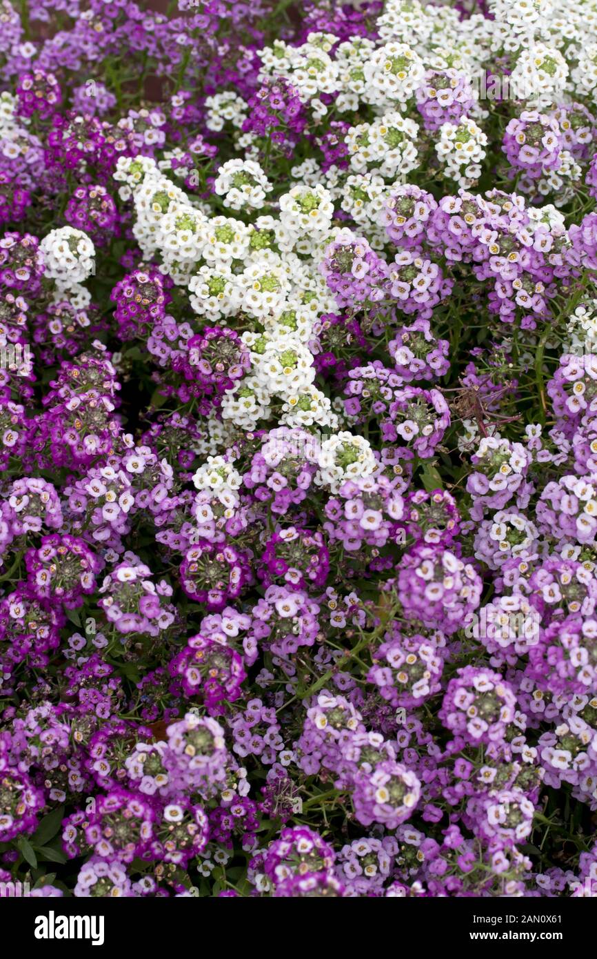 Alyssum clear crystal mix hires stock photography and images Alamy