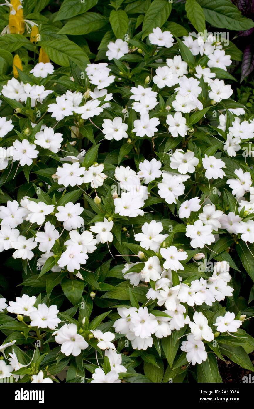 IMPATIENS SUNPATIENS COMPACT WHITE Stock Photo Alamy