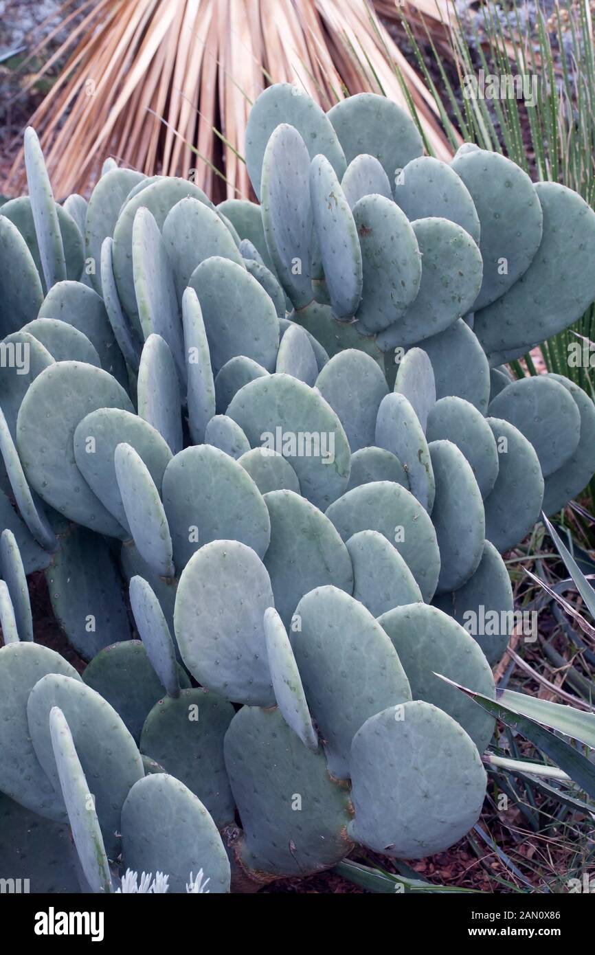 OPUNTIA ELLISIANA SPINELESS PRICKLY PEAR CACTUS Stock Photo Alamy