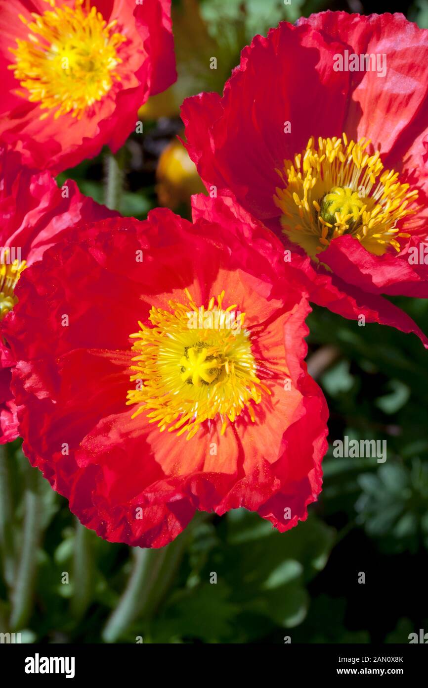 PAPAVER NUDICAULE RED Stock Photo