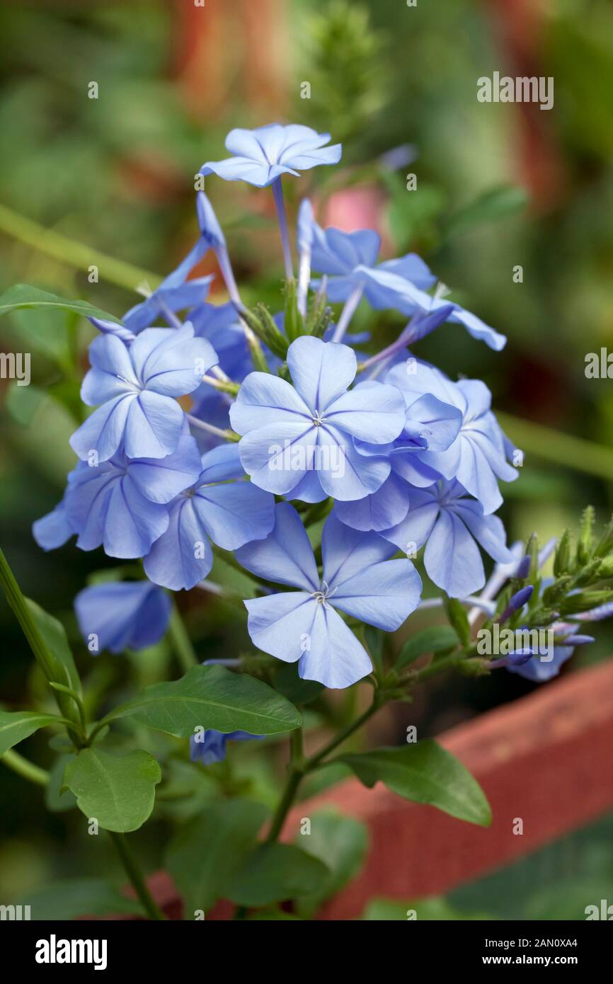 PLUMBAGO AURICULATA CAPENSIS Stock Photo - Alamy