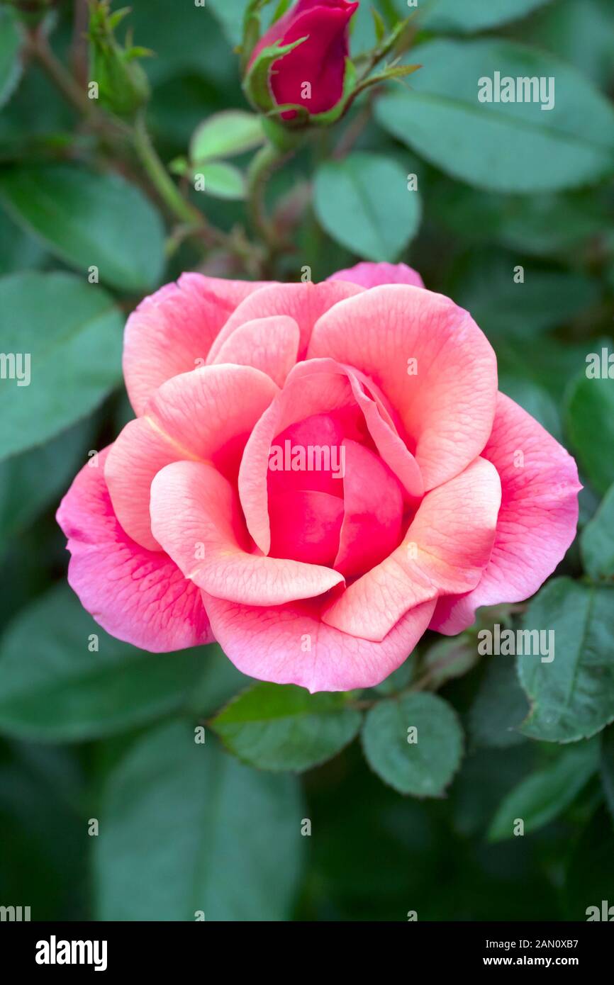 ROSA 'EASY ELEGANCE ALL THE RAGE' Stock Photo