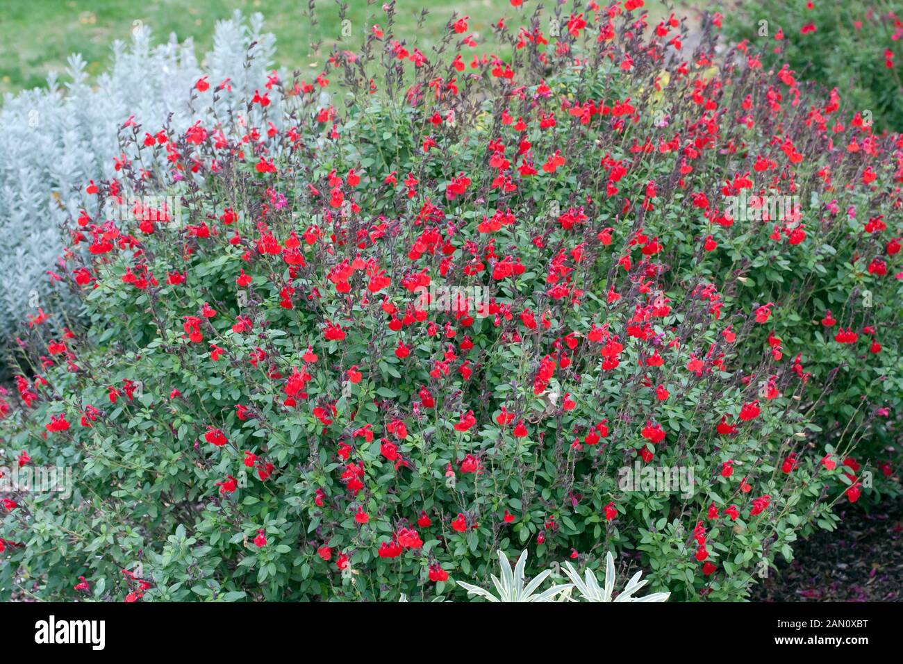 salvia roja greggii