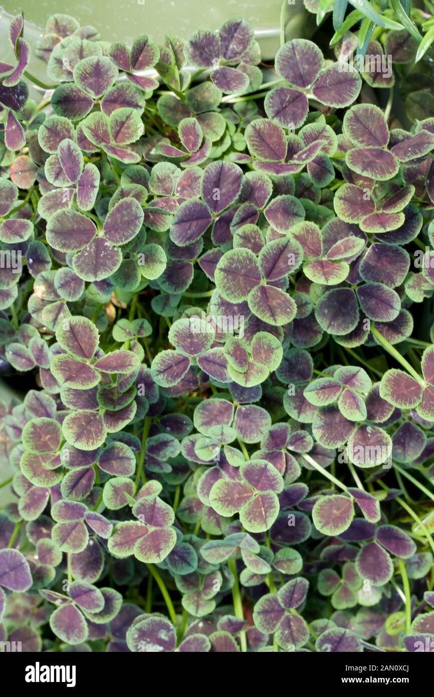 TRIFOLIUM REPENS 'ATROPURPUREUM' Stock Photo Alamy