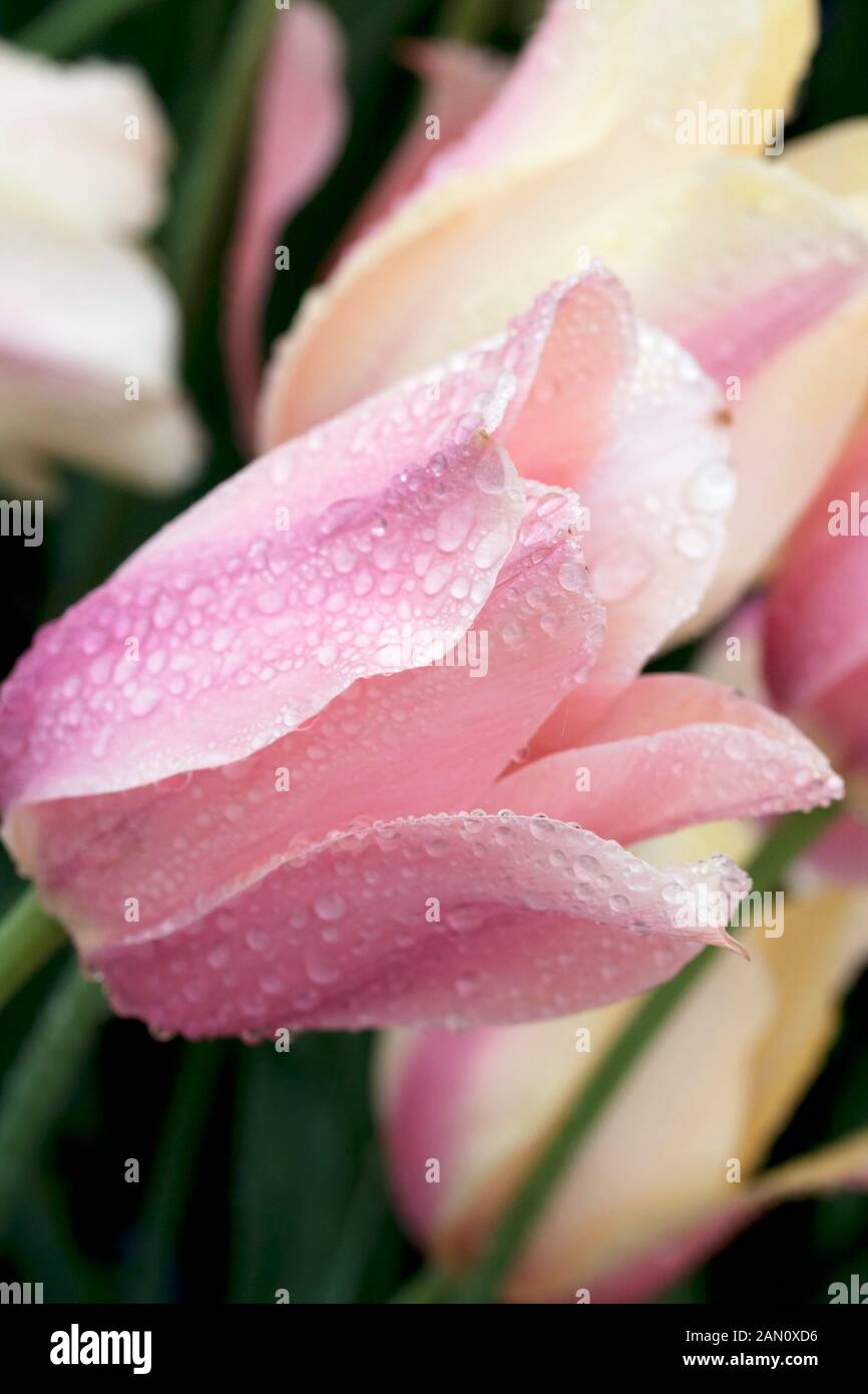 TULIPA 'BLUSHING LADY' Stock Photo Alamy