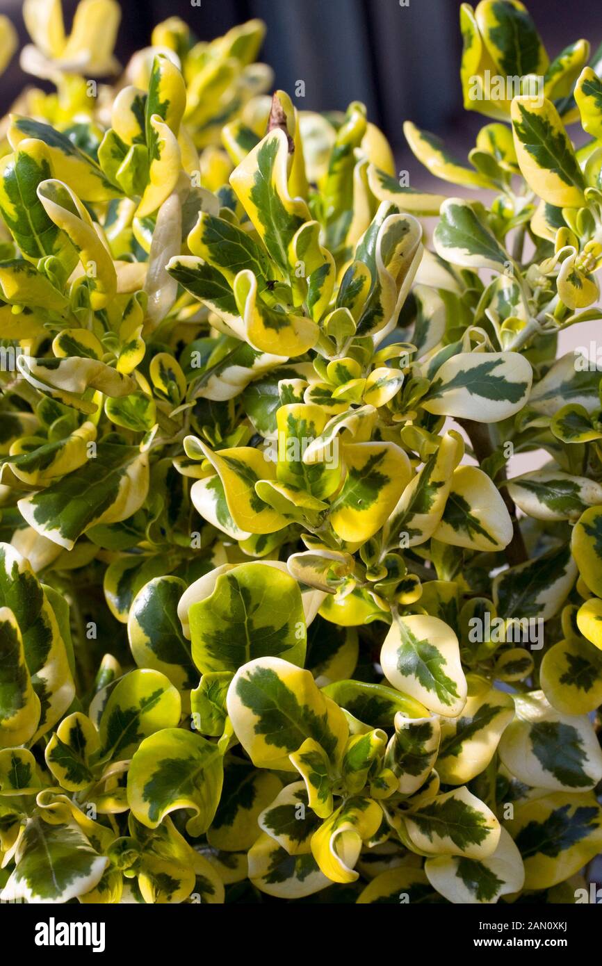 Coprosma hires stock photography and images Alamy