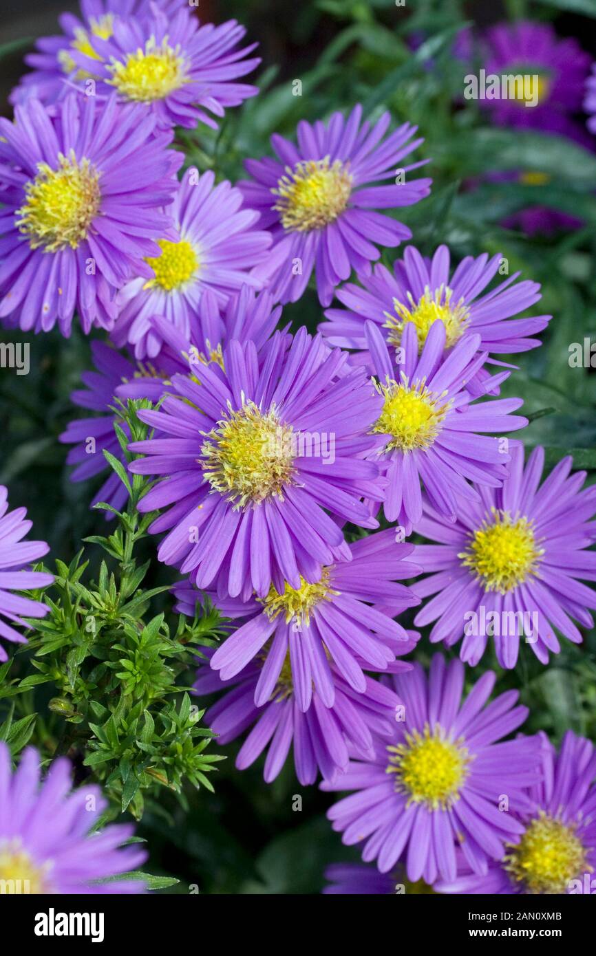 ASTER DUMOSUS 'SAPPHIRE' Stock Photo Alamy