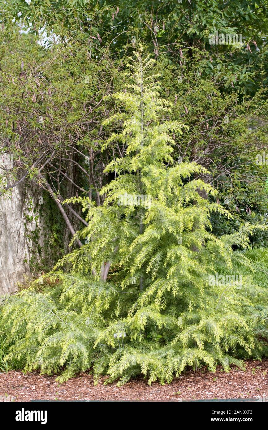 CEDRUS DEODARA 'CRYSTAL FALLS' Stock Photo