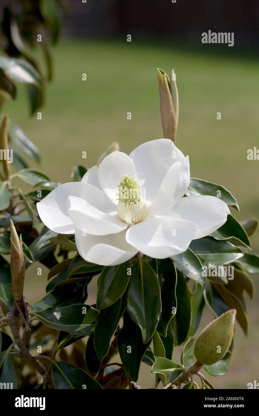 MAGNOLIA 'LITTLE GEM' Stock Photo - Alamy