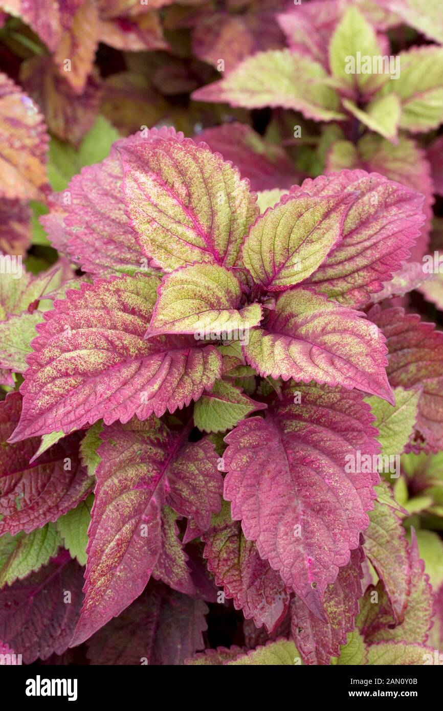COLEUS &lsquo;ROYAL GLISSADE&rsquo; Stock Photo - Alamy
