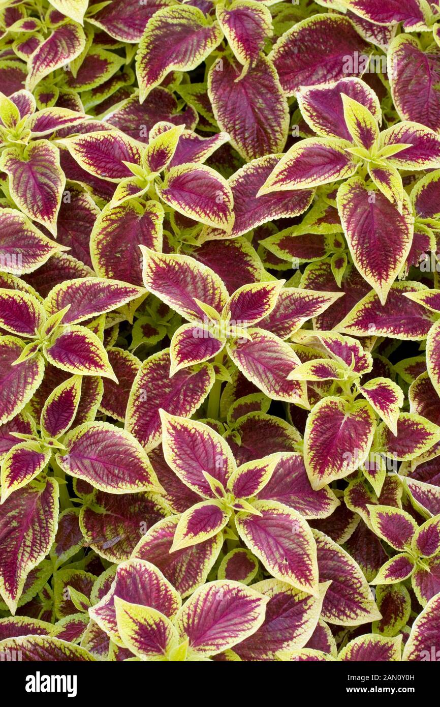 Coleus solenostemon crimson gold hi-res stock photography and images