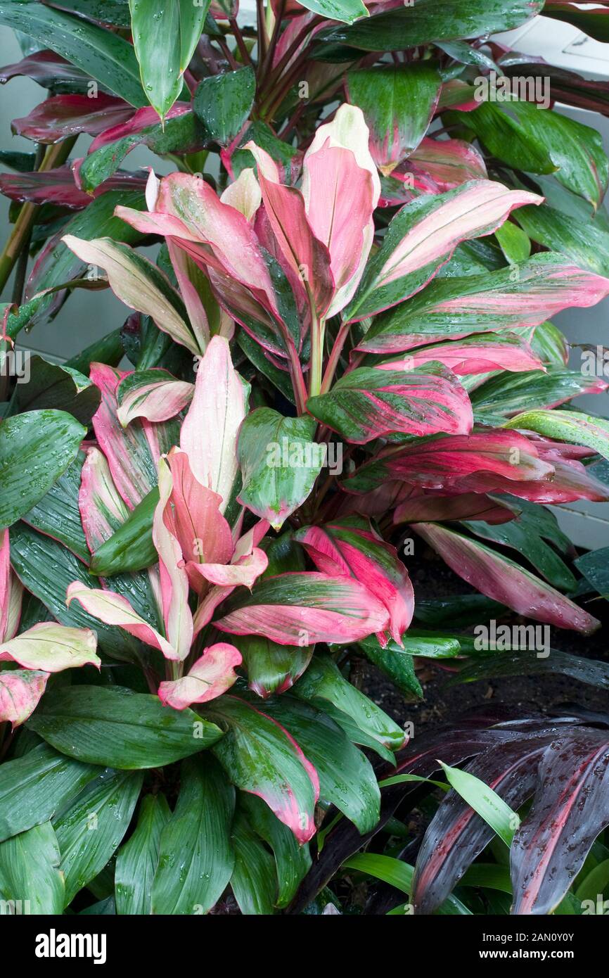 Cordyline fruticosa hires stock photography and images Alamy