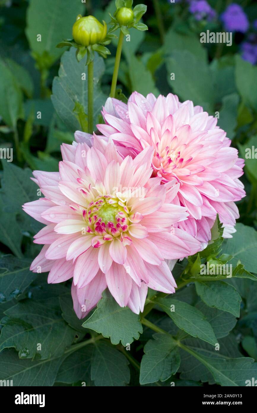 Dahlia Gallery Salvador Stock Photo Alamy