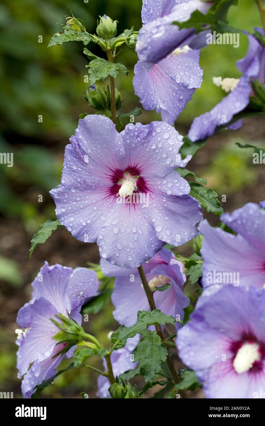 Hibiscus Syriacus Blue Satin , Hibiscus syriacus – VMUS