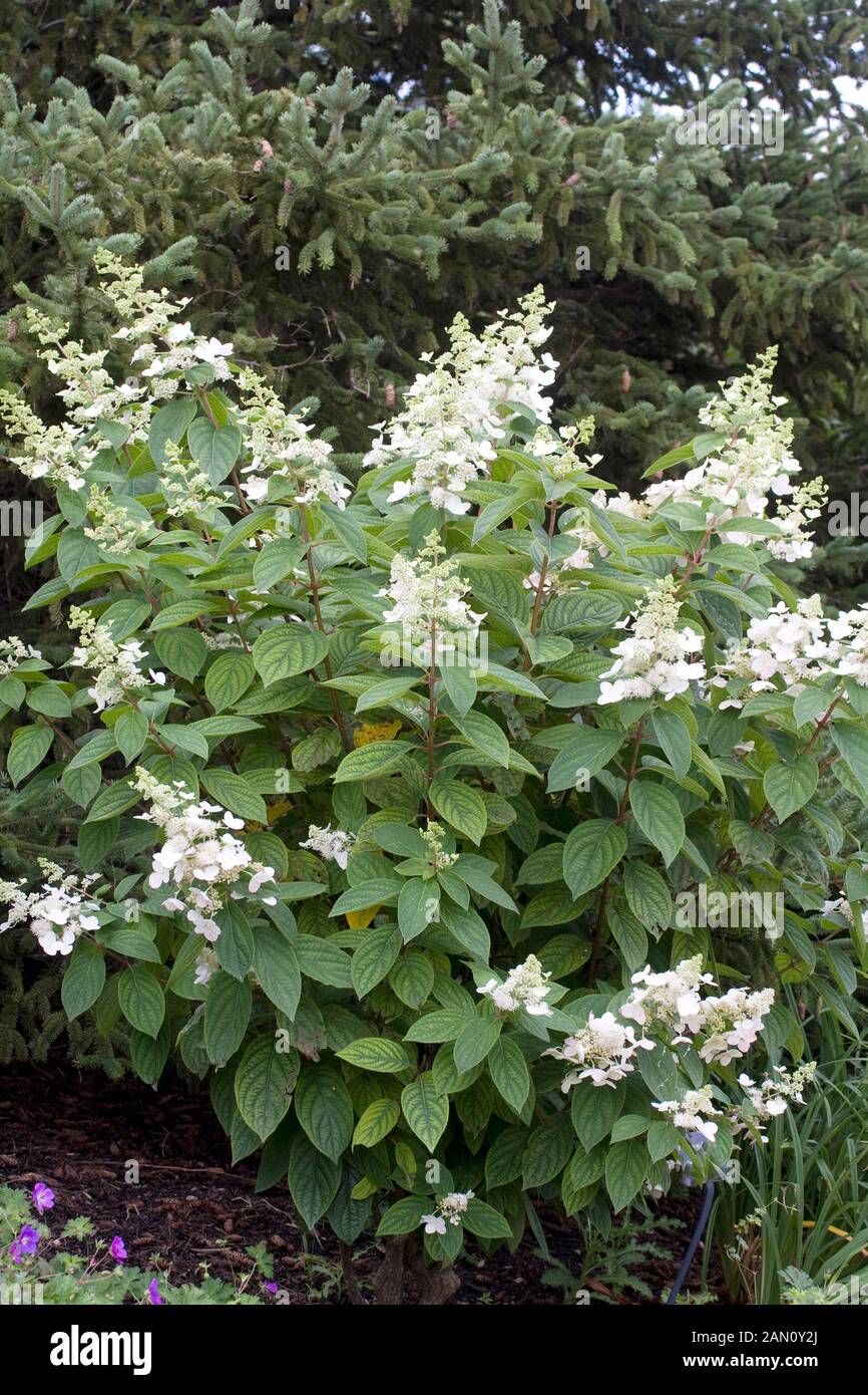 HYDRANGEA PANICULATA 'BRUSSELS LACE' Stock Photo Alamy