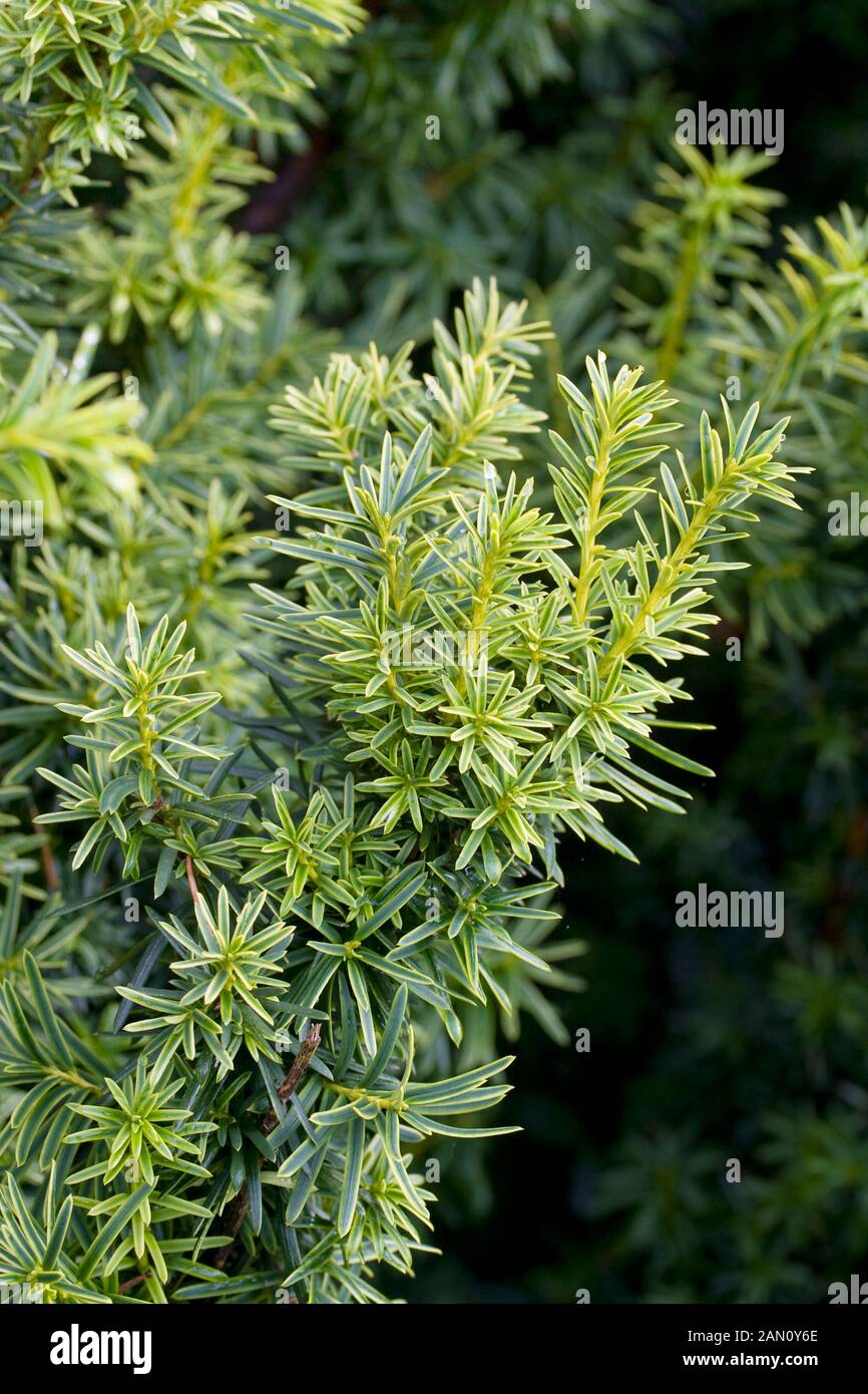 TAXUS CUSPIDATA 'BRIGHT GOLD' Stock Photo