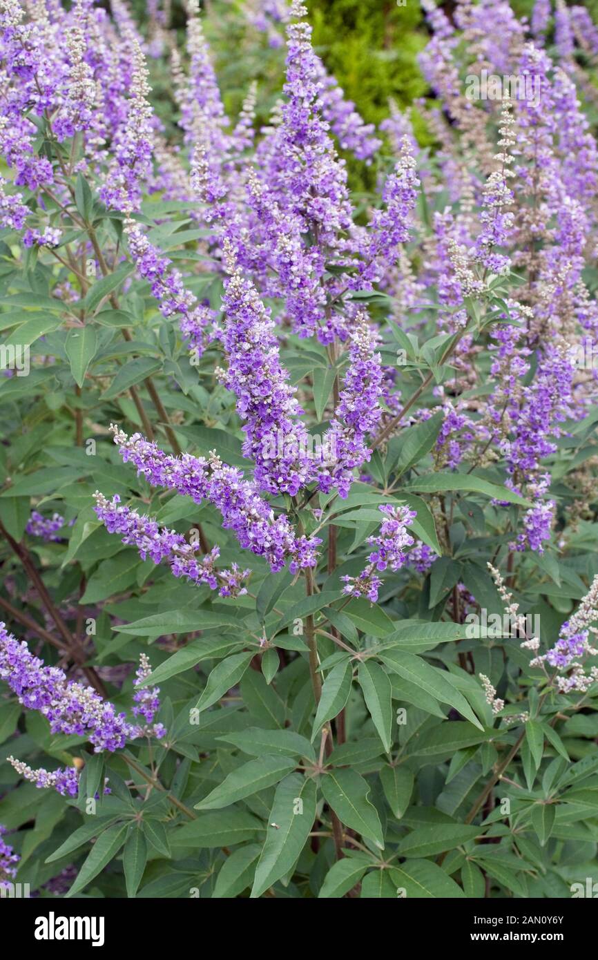 Vitex agnus castus hi-res stock photography and images - Alamy