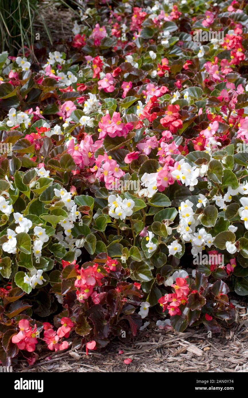 BEGONIA SEMPERFLORENS BRONZE LEAF MIX Stock Photo Alamy
