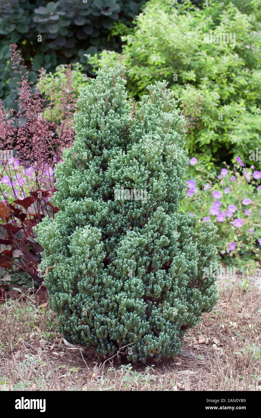CHAMAECYPARIS THYOIDES 'RED STAR' Stock Photo