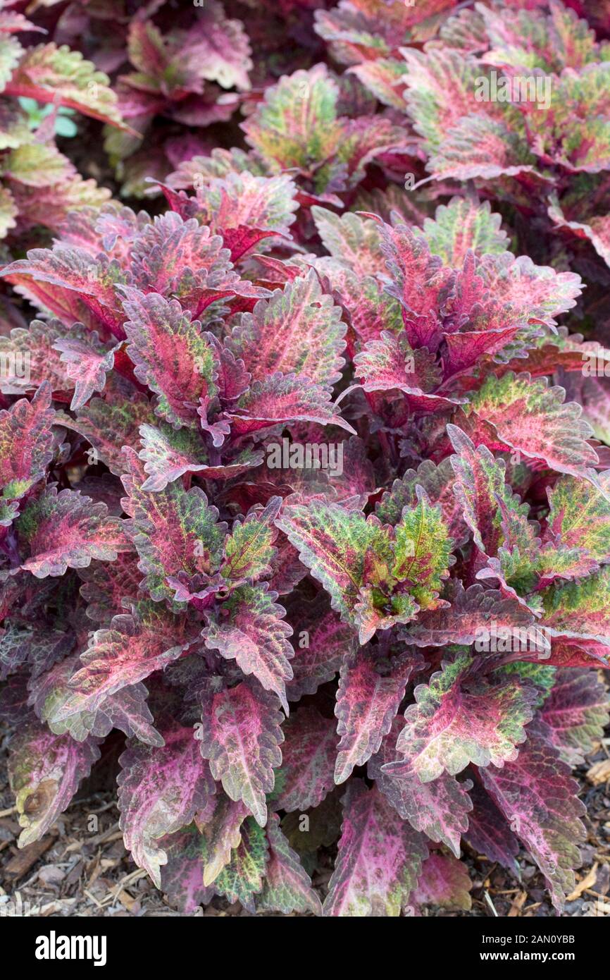 Indian Coleus High Resolution Stock Photography and Images ...