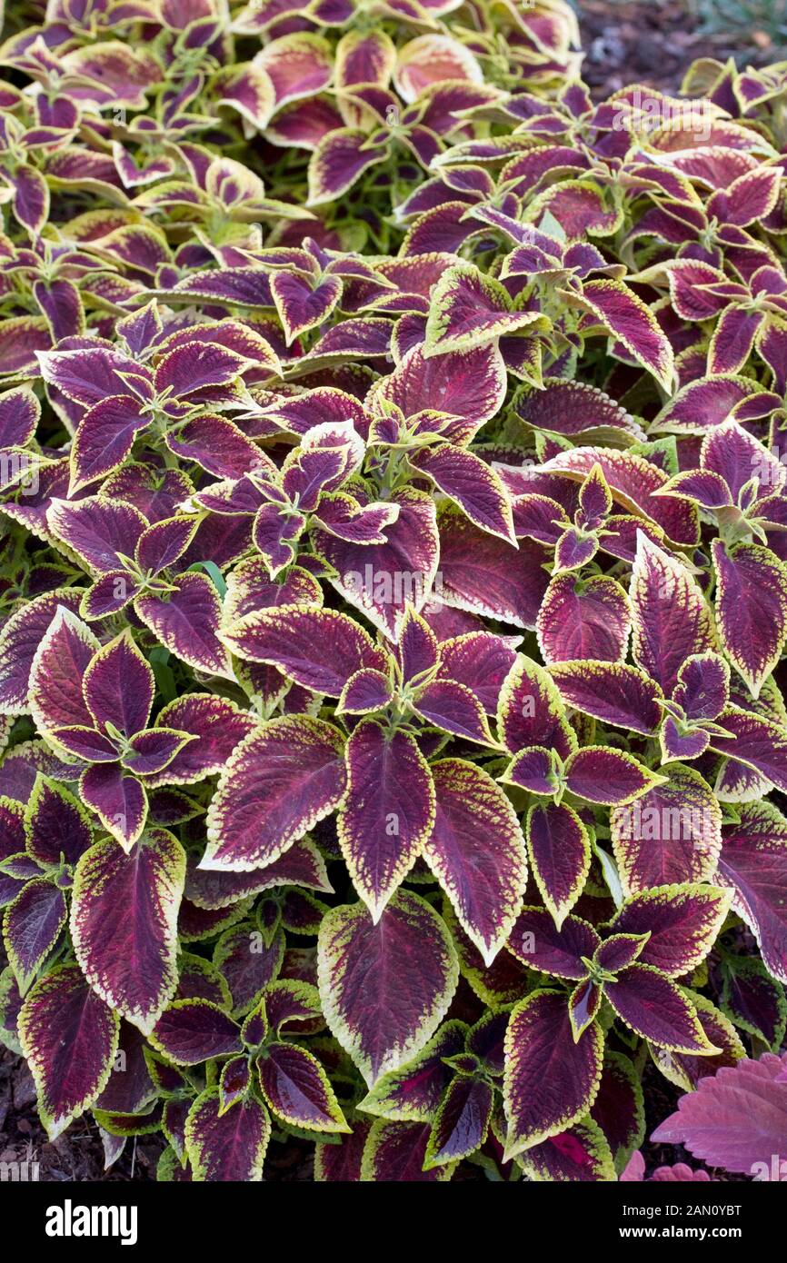 Coleus solenostemon crimson gold hi-res stock photography and images