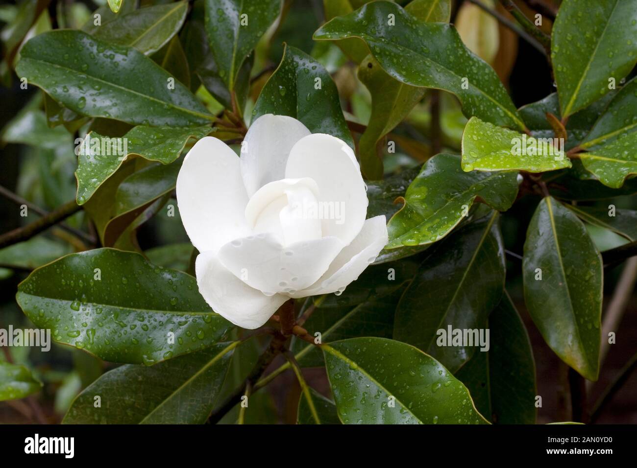 MAGNOLIA GRANDIFLORA 'BRACKENS BROWN BEAUTY' Stock Photo Alamy