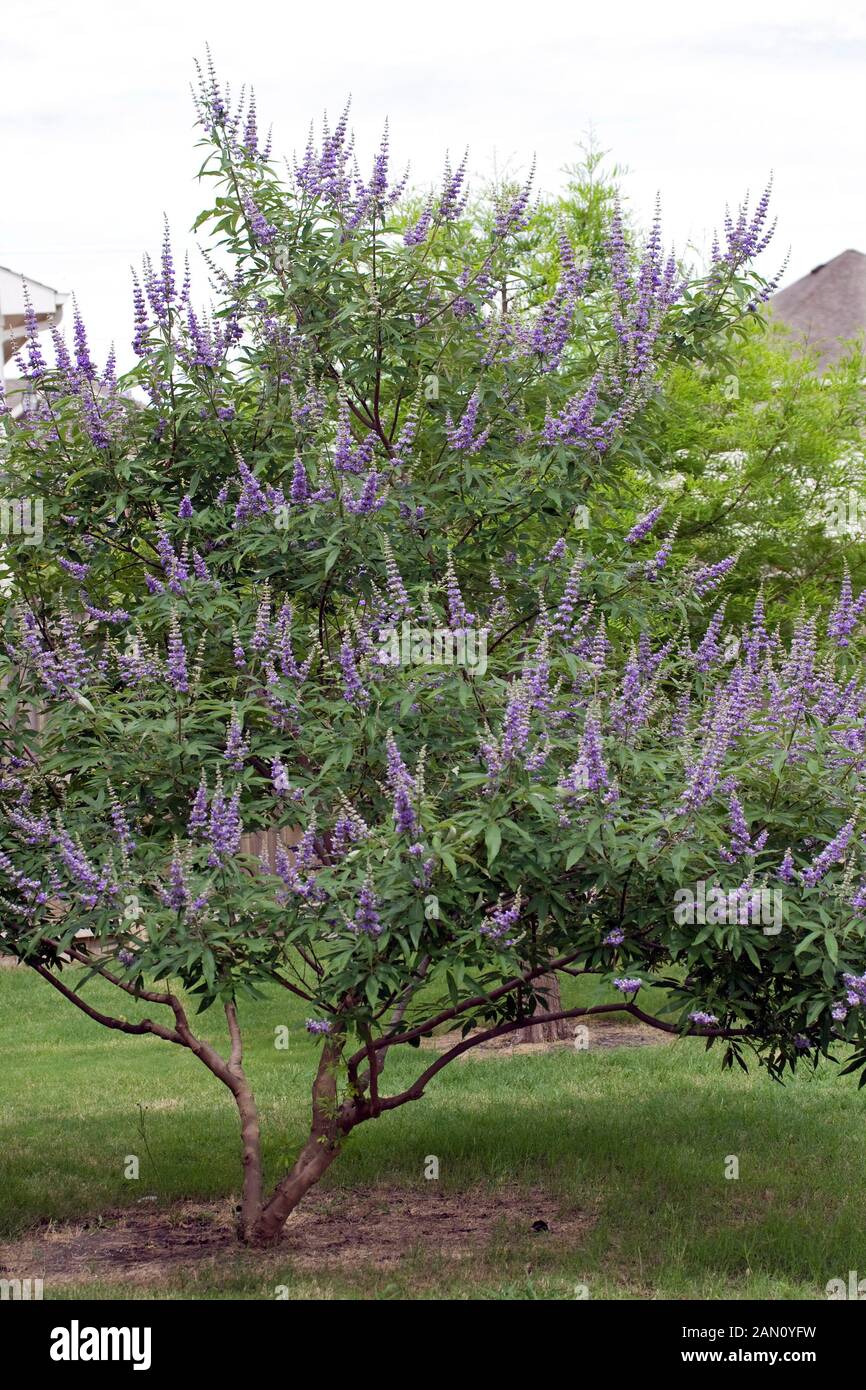 VITEX AGNUS-CASTUS Stock Photo - Alamy