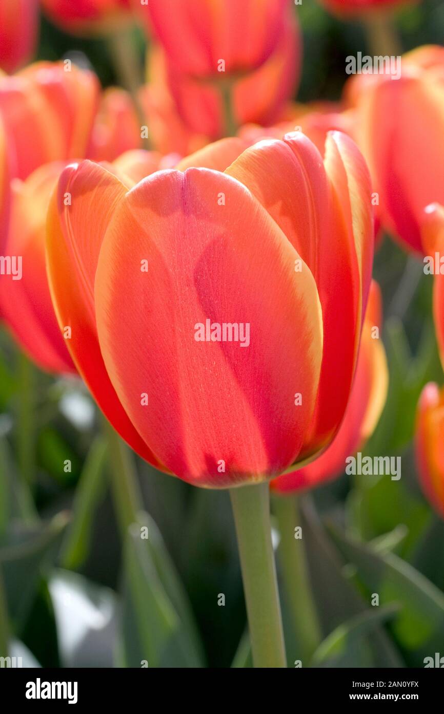 TULIPA 'WORLD'S FAVORITE' Stock Photo - Alamy