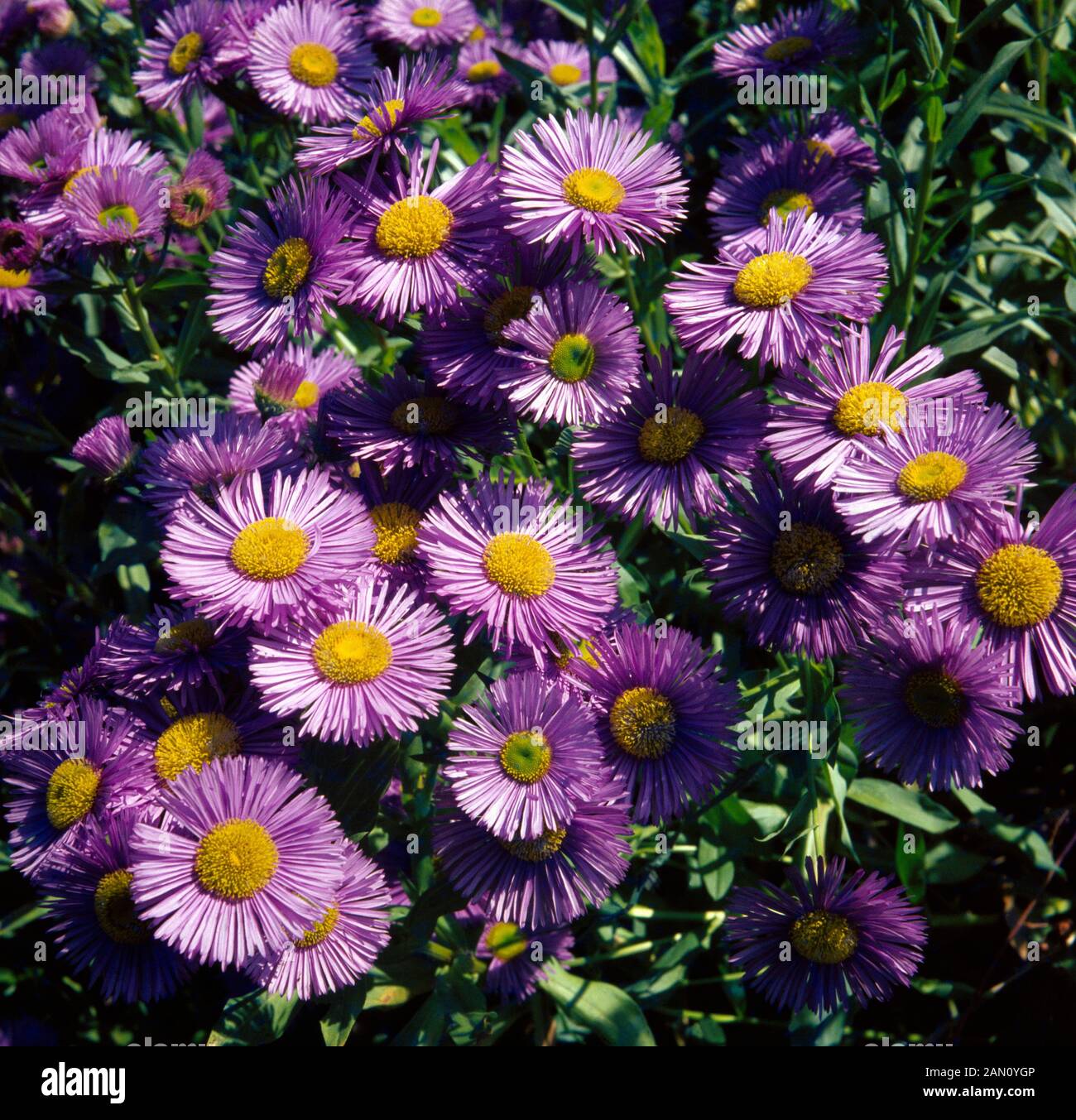 ERIGERON SPECIOSUS 'SINCERITY' (FLEABANE Stock Photo Alamy