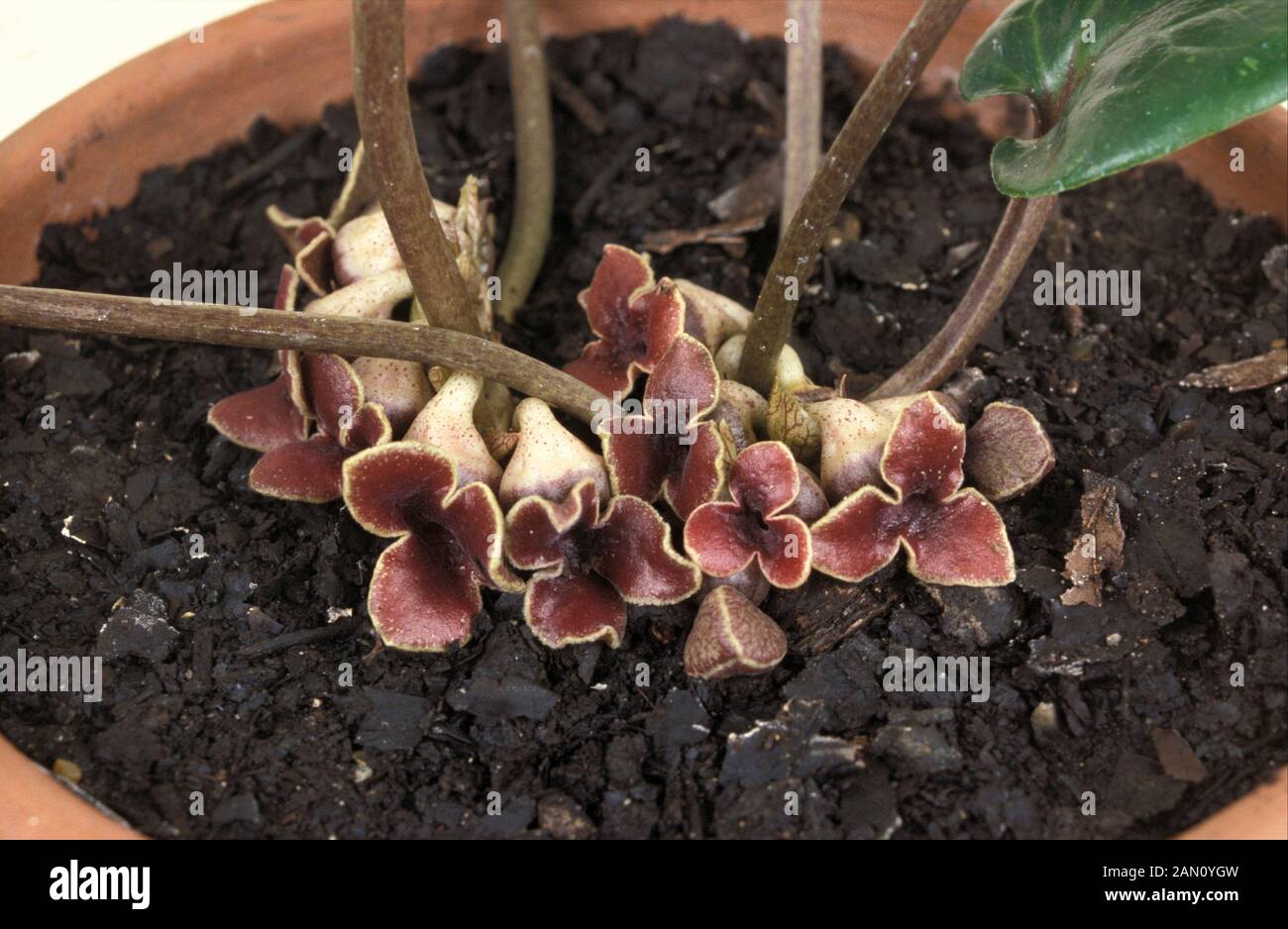 ASARUM CRASSUM  FLOWERS Stock Photo