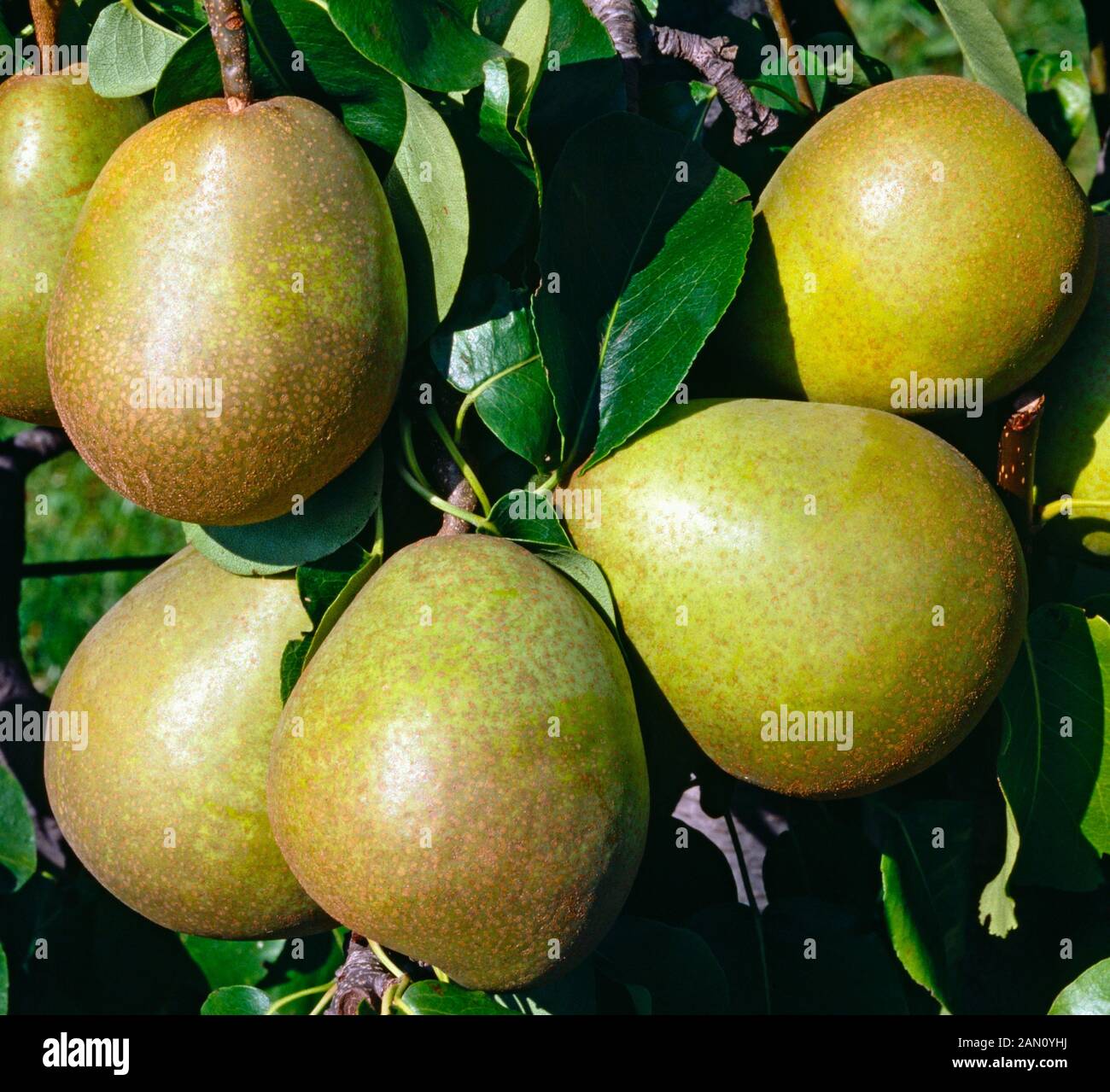 PYRUS COMMUNIS 'BEURRE HARDY'  (PEAR 'BEURRE HARDY') Stock Photo