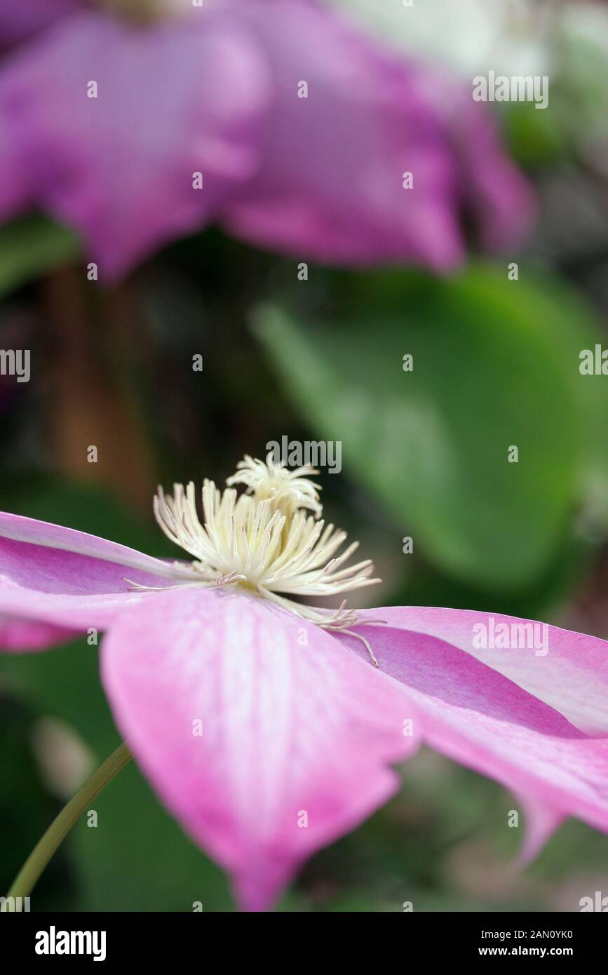 CLEMATIS PINK CHAMPAGNE SYN. KAKIO Stock Photo Alamy