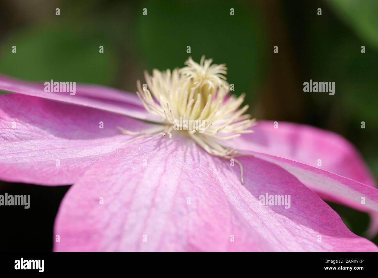 CLEMATIS PINK CHAMPAGNE SYN. KAKIO Stock Photo Alamy