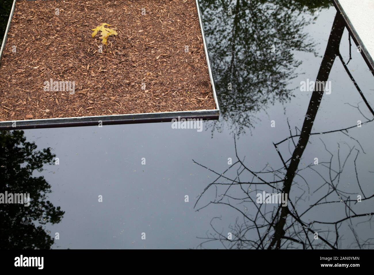 STOP THE SPREAD DESIGNER JO THOMPSON  FRAXINUS EXCELSIOR  ASH  RHS CHELSEA FLOWER SHOW 2013  REFLECTION OF ASH TREE WITH YOUNG OAK SEEDLING.  ASH DIE BACK AND THE LOSS OF NATIVE TREES TO THE FUNGUS CHALARA FRAXINEA Stock Photo