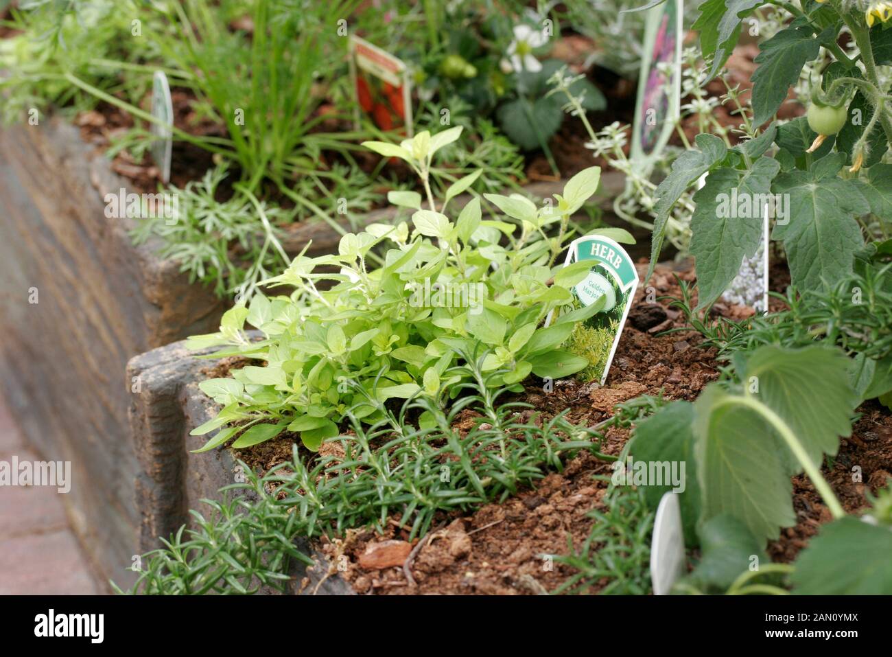 MIXED HERBS AND TOMATO PLANTS IN CONTAINER Stock Photo