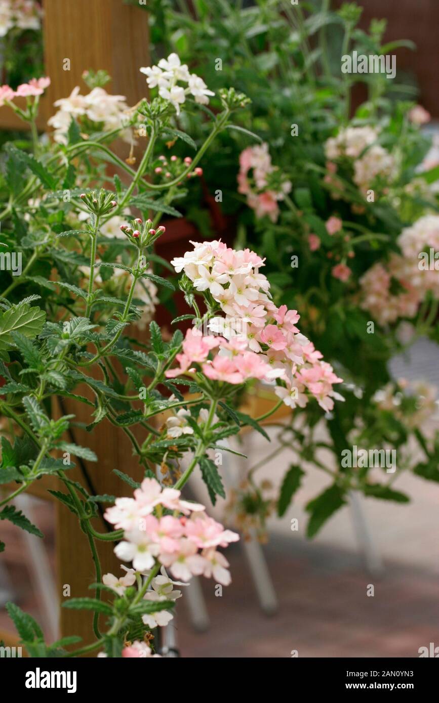 VERBENA PEACHES AND CREAM Stock Photo Alamy