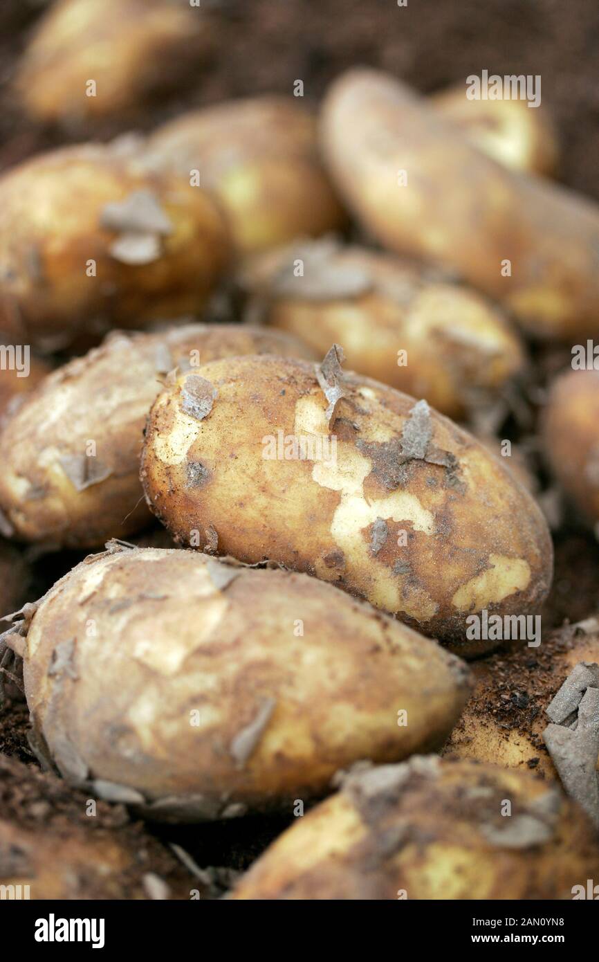 JERSEY ROYAL POTATOES JUST HARVESTED Stock Photo Alamy