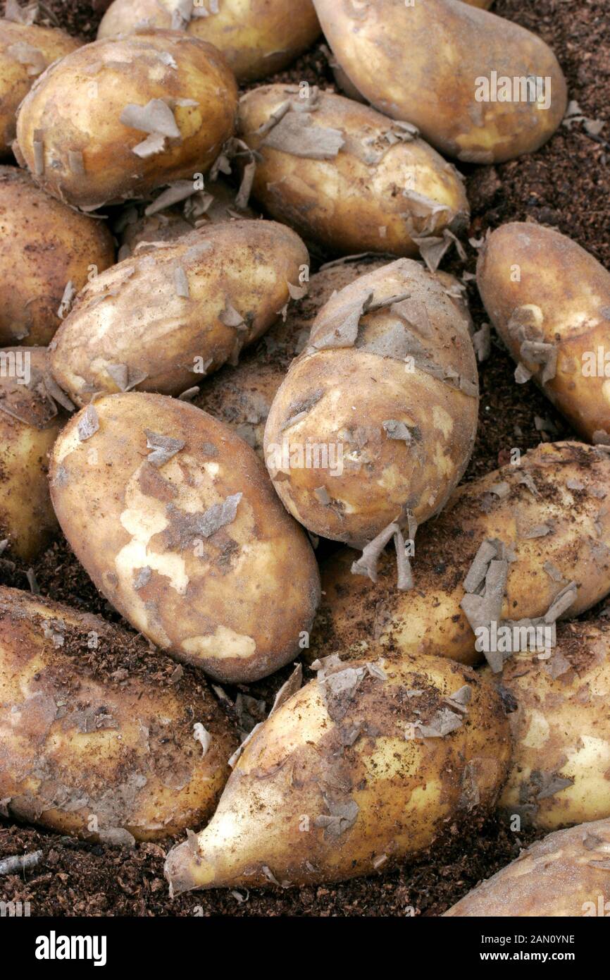 Jersey royal potatoes hires stock photography and images Alamy