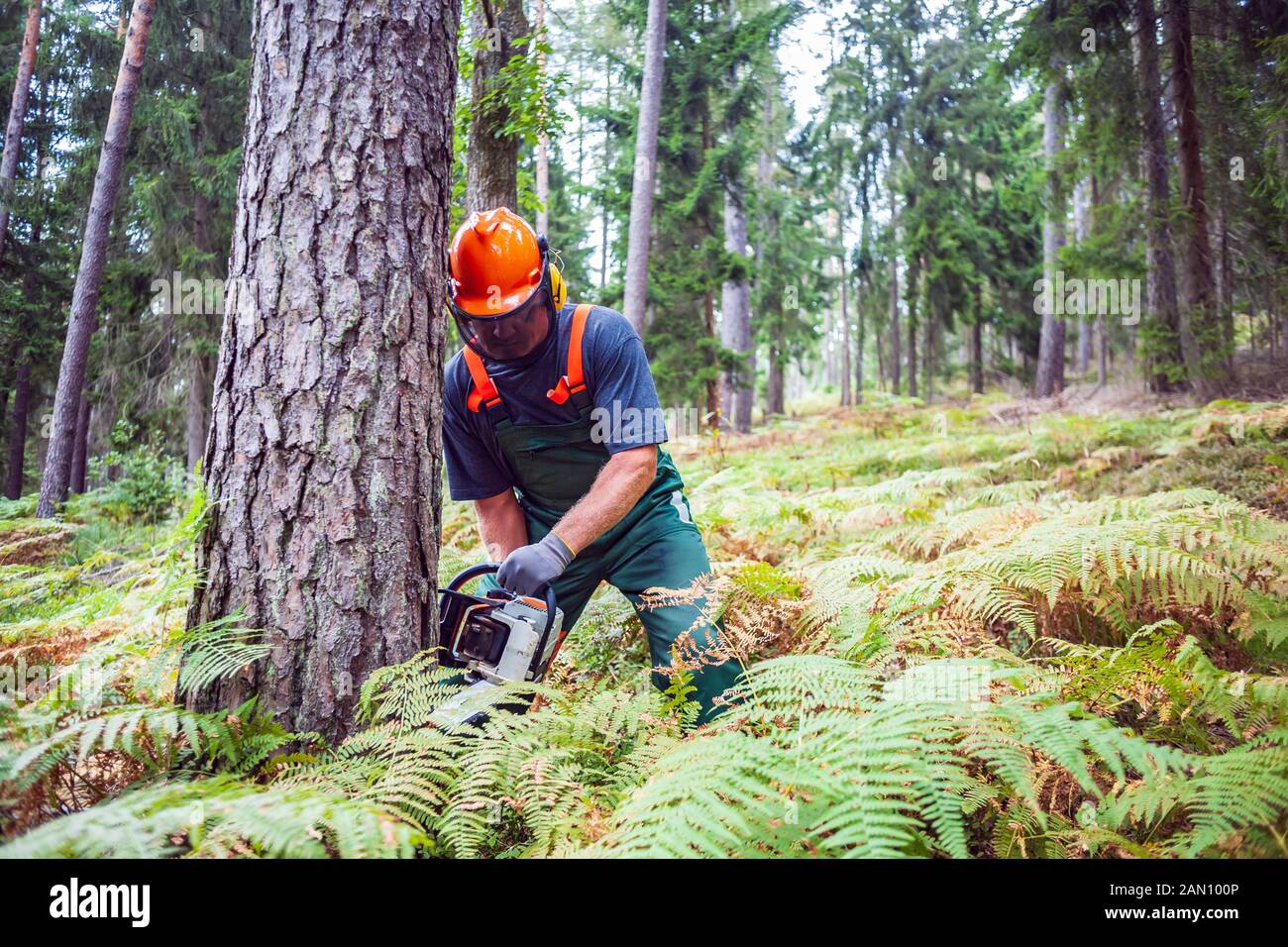 a woodcutter at work in the forest Stock Photo - Alamy