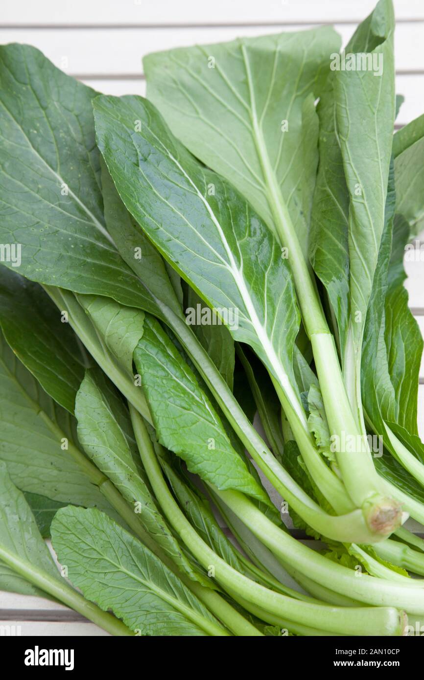BRASSICA CAMPESTRIS VAR. PARACHINENSIS (CHOI SUM Stock Photo Alamy