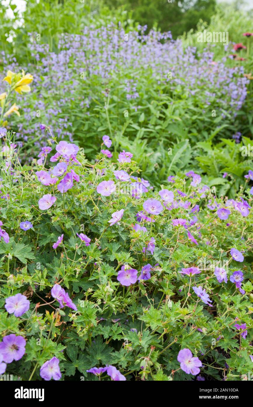 Geranium roxanne hi-res stock photography and images - Alamy