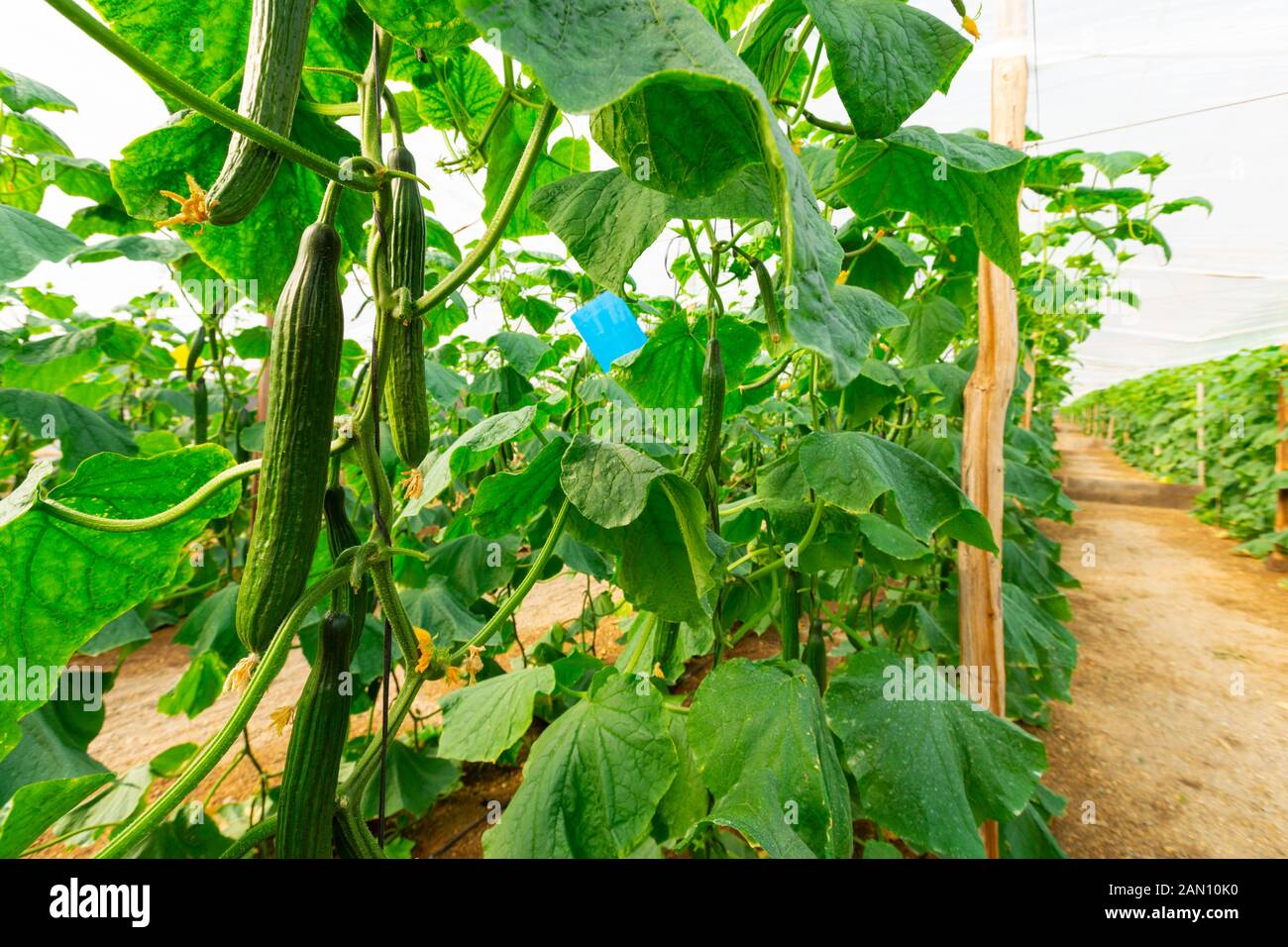 Commercial growing of greenhouse cucumbers (Cucumis sativus), roquetas de mar, almeria, spain Stock Photo