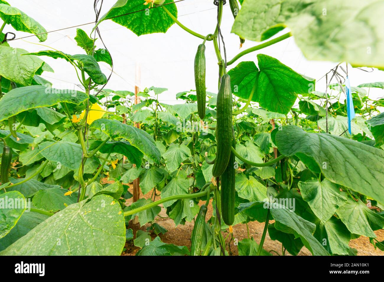 Commercial growing on vine, cultivation in a greenhouse of cucumbers