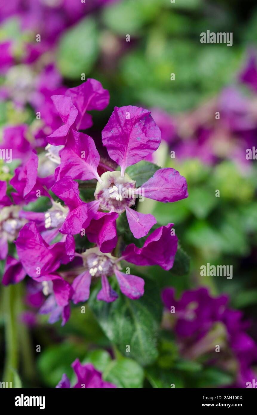 CUPHEA LLAVEA ‘SRIRACHA VIOLET’ Stock Photo - Alamy